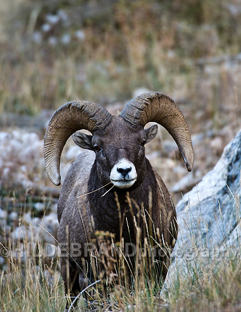 Bighorn Sheep