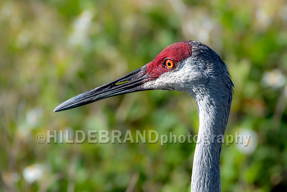 Sandhill Crane