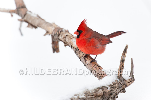 Northern Cardinal