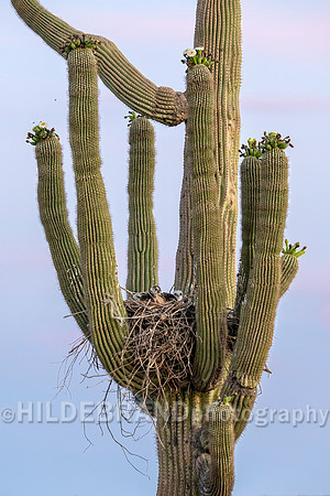 Red-tailed Hawk chicks