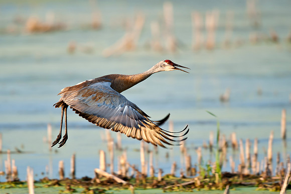 Sandhill Crane