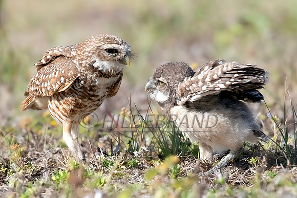 Burrowing Owl