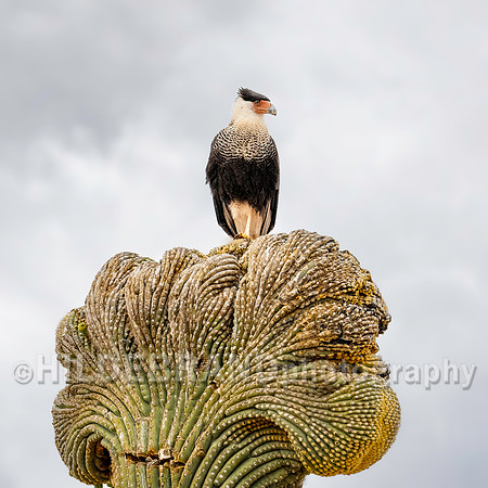 Crested Caracara