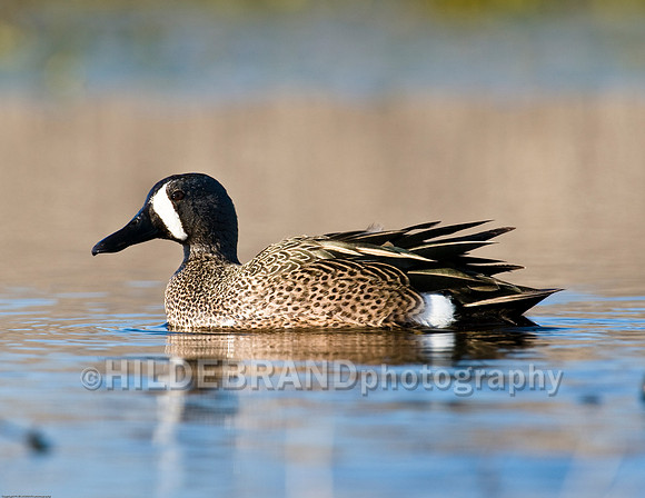 Blue-Winged Teal