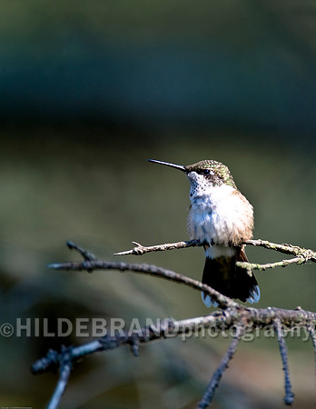 Ruby-Throated Hummingbird