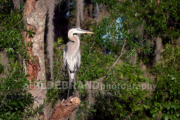 Great Blue Heron