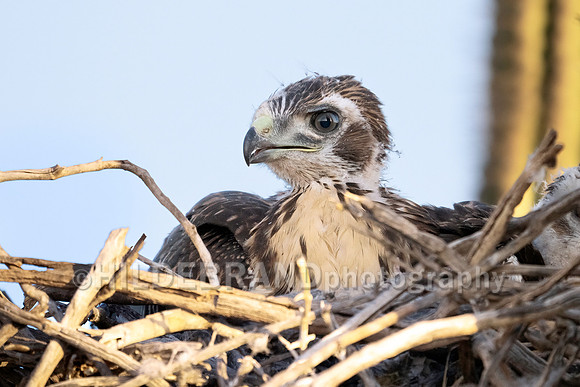 Red-tailed Hawk chicks