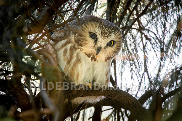 Northern Saw-whet owl