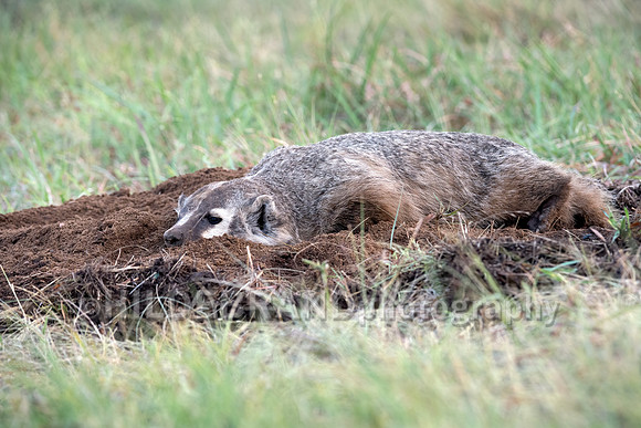 Badger