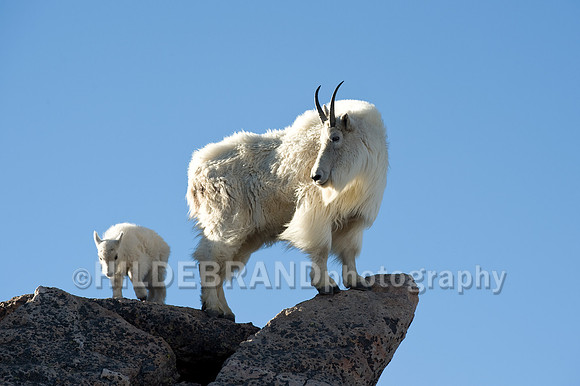 Mountain Goat