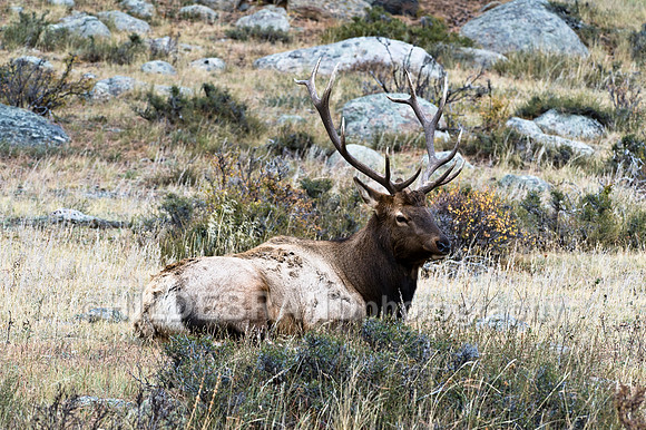 Bull Elk