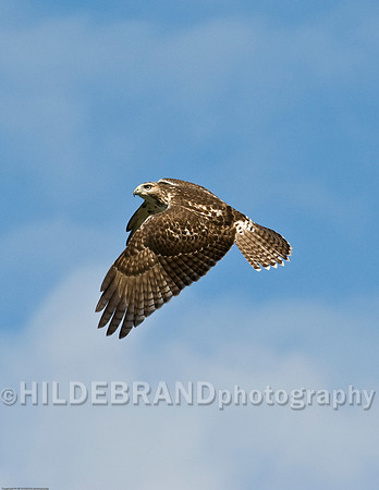 Red-Tail Hawk in Flight