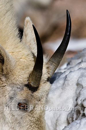 Mountain Goat - Horn Profile