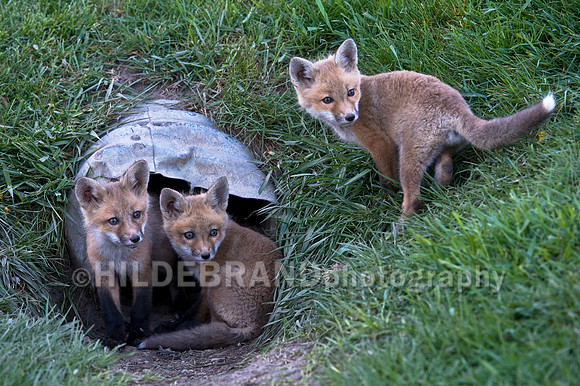 Fox Kits