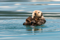 Sea Otter
