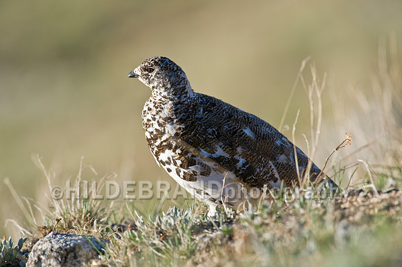 White-tailed Ptarmigan