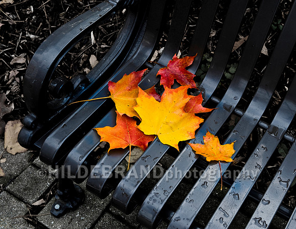 Leaves on Bench