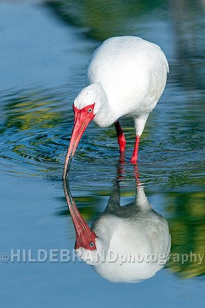 White Ibis
