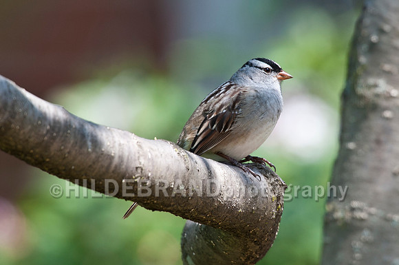 White-crowned Sparrow