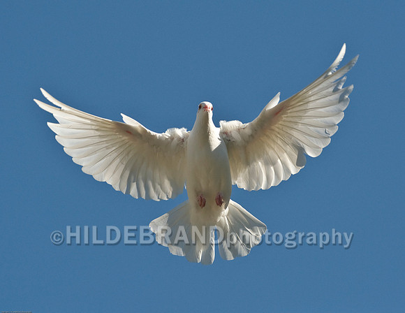 White Doves