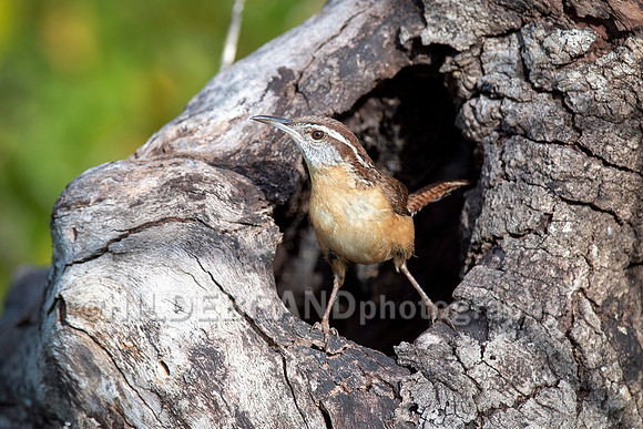 Carolina Wren