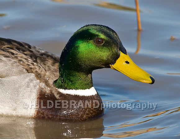 Mallard Duck Male