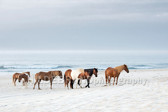 Chincoteague Pony