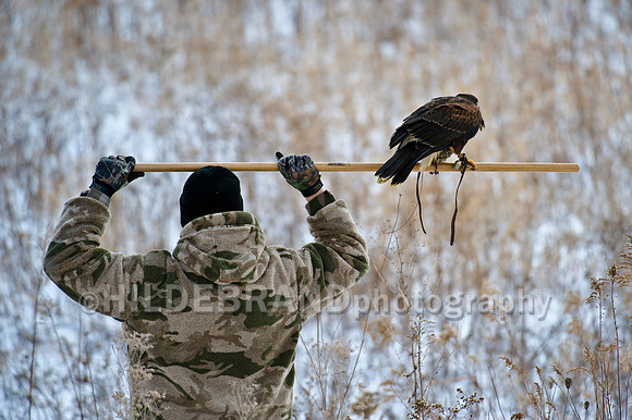 Falconers Creative Perch