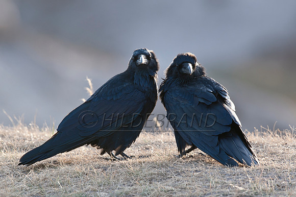 Ravens