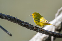 Yellow Warbler