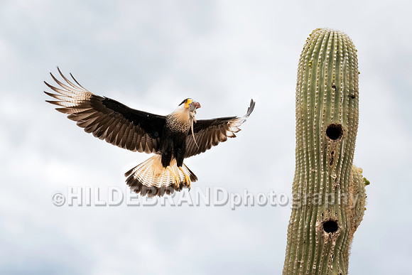 Crested Caracara