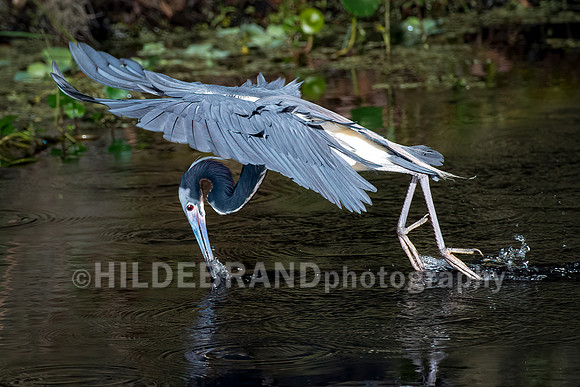 Tricolored Heron