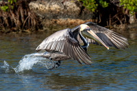 Brown Pelican