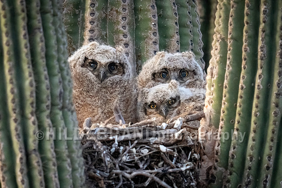 Great Horned Owl