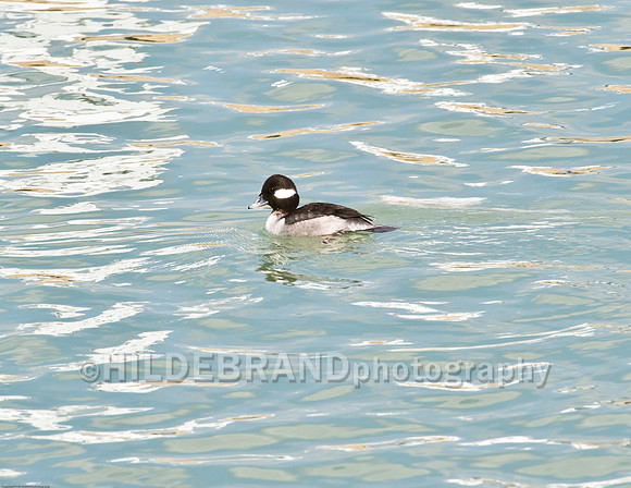 Bufflehead - Female