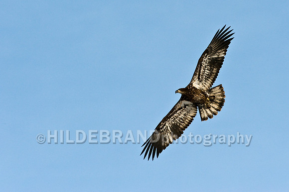 Bald Eagle - Immature