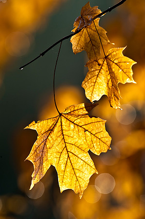 Autumn Glow