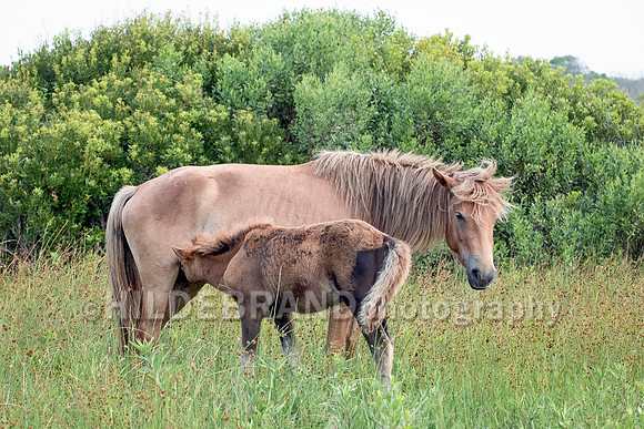 Chincoteague Pony