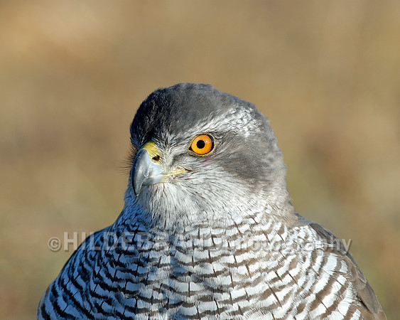 European Goshawk