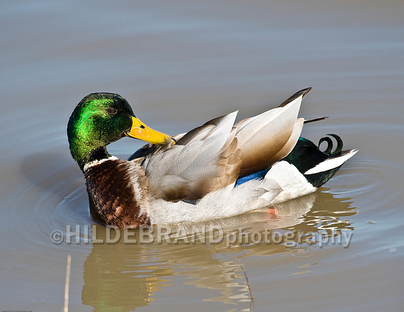 Mallard Duck Male