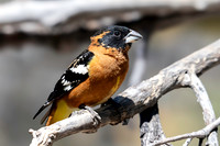Black-headed Grosbeak