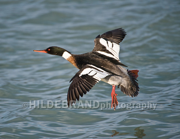 Red-Breasted Merganser