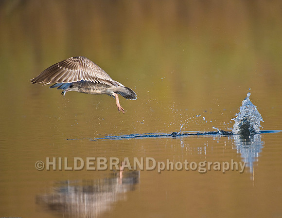 Ring-Billed Gull with Fish