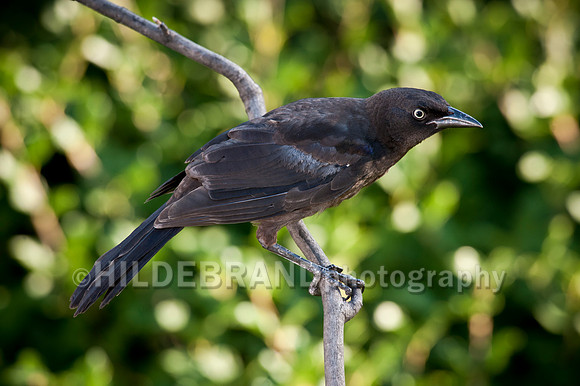 Common Grackle