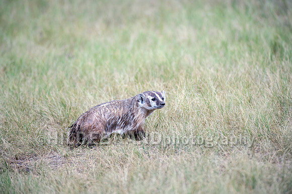 Badger