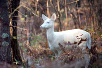 Albino Whitetail Deer