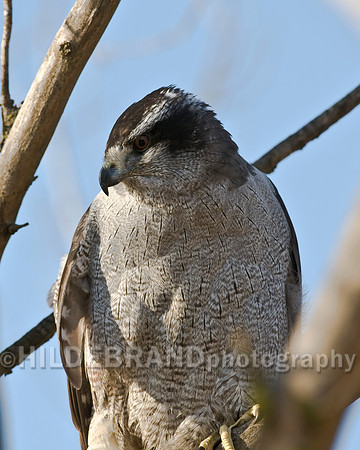 Perched Goshawk