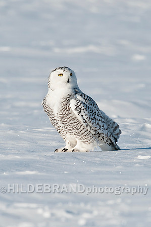 Snowy Owl