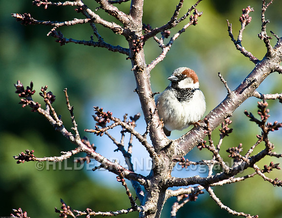 House Sparrow