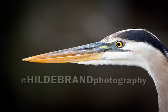 Great Blue Heron